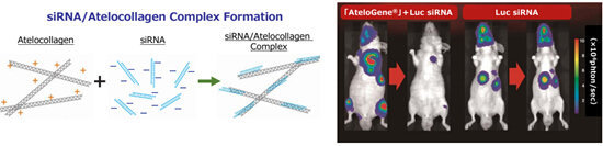 AteloGene((R)) Systemic Use（siRNA转染试剂盒）