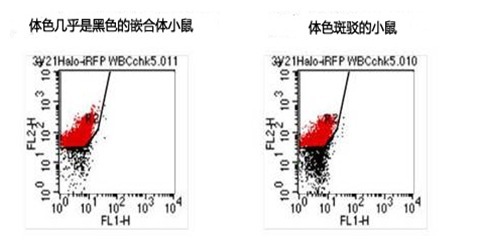 ES细胞・iPS细胞培养用血清代替物-WAKO和光纯药