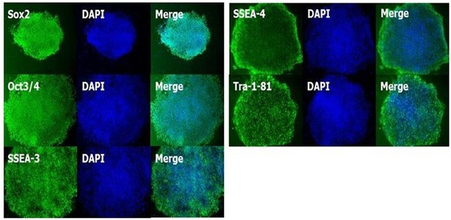 ES细胞・iPS细胞培养用血清代替物-WAKO和光纯药
