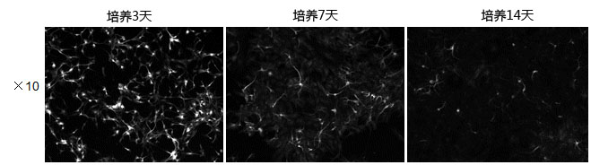 神经细胞用培养基 Neuron Culture Medium-WAKO和光纯药