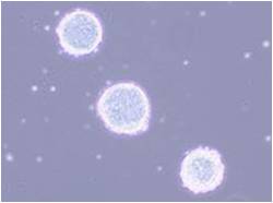 mESF 小鼠ES细胞培养基础培养基 / mESF 添加物-WAKO和光纯药