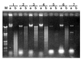 ISOPLANT II DNA快速提取试剂(植物/酵母/細菌) -