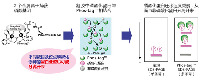Phos-tag™ 丙烯酰胺 AAL-107 SDS-PAGE分离不同磷酸化水平的蛋白-WAKO和光纯药