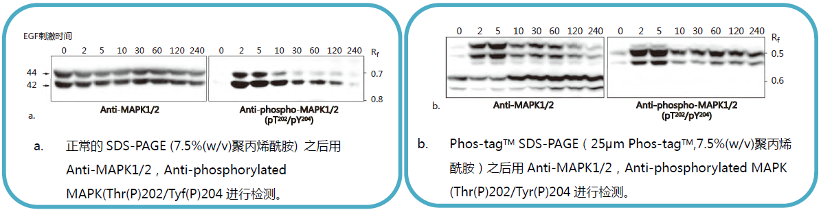 Phos-tag™ 丙烯酰胺 AAL-107 SDS-PAGE分离不同磷酸化水平的蛋白-WAKO和光纯药