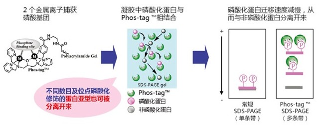 Phos-tag(TM) (50μmol/l), 7.5%,12.5%丙烯酰胺预制胶，适用于伯乐电泳槽-价格-厂家-供应商-上海金畔生物科技有限公司