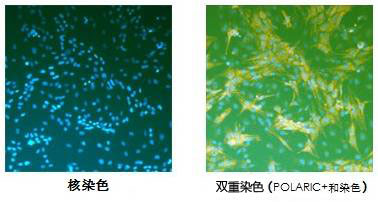 POLARIC™活细胞荧光变色溶剂-价格-厂家-供应商-上海金畔生物科技有限公司
