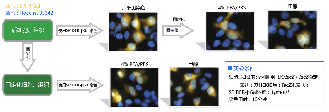 SPiDER-βGal 利用活细胞分析lacZ报告基因的表达-价格-厂家-供应商-上海金畔生物科技有限公司