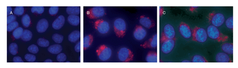 溶酶体细胞毒理检测试剂盒 （红色荧光）（绿色细胞系）（微孔板）-价格-厂家-供应商-上海金畔生物科技有限公司
