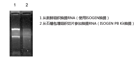 ISOGEN PB Kit（从石蜡包埋组织切片提取RNA试剂盒）-价格-厂家-供应商-上海金畔生物科技有限公司