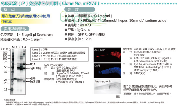 Anti GFP, mAb(mFX73)-价格-厂家-供应商-上海金畔生物科技有限公司