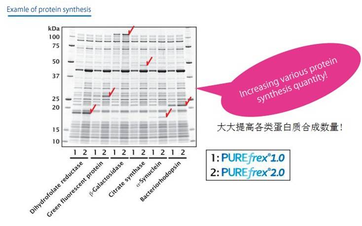 PUREfrex(R)2.0 重组无细胞蛋白质合成系统-价格-厂家-供应商-上海金畔生物科技有限公司