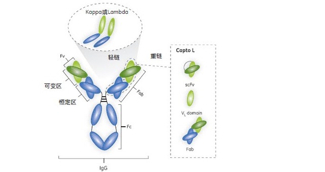 Ero1-Lβ蛋白抗体-价格-厂家-供应商-上海信裕生物科技有限公司