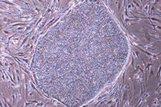 灵长类动物干细胞培养基(Primate ES cell medium)（和光纯药工业株式会社）