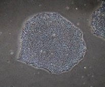 ReproFF2 ES/iPS干细胞培养基——每周只需处理细胞三次（和光纯药工业株式会社）