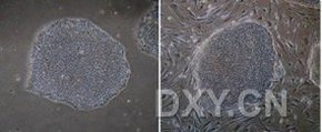 ReproFF2 ES/iPS干细胞培养基——每周只需处理细胞三次（和光纯药工业株式会社）