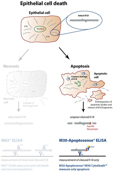 M30 Apoptosense® ELISA（细胞凋亡检测试剂盒）（和光纯药工业株式会社）