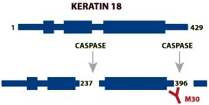 M30 CytoDEATH™ Red （PEVIVA）（和光纯药工业株式会社）