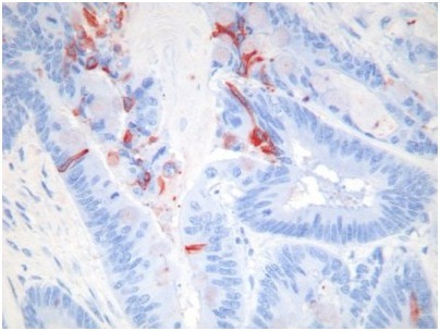 M30 CytoDEATH™ Red （PEVIVA）（和光纯药工业株式会社）