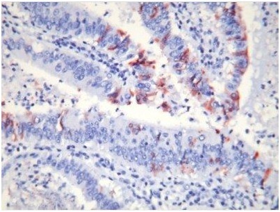 M30 CytoDEATH™ Fluorescein （PEVIVA）（和光纯药工业株式会社）