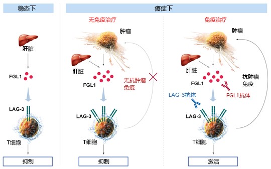 LAG-3免疫检查点（和光纯药工业株式会社）