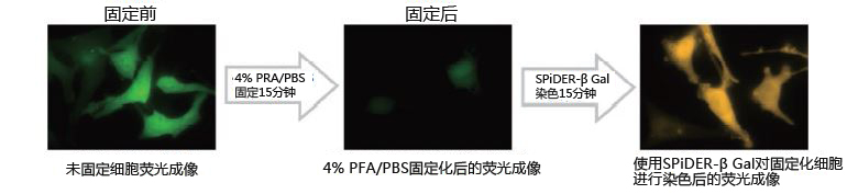 SPiDER-βGal 利用活细胞分析lacZ报告基因的表达（和光纯药工业株式会社）