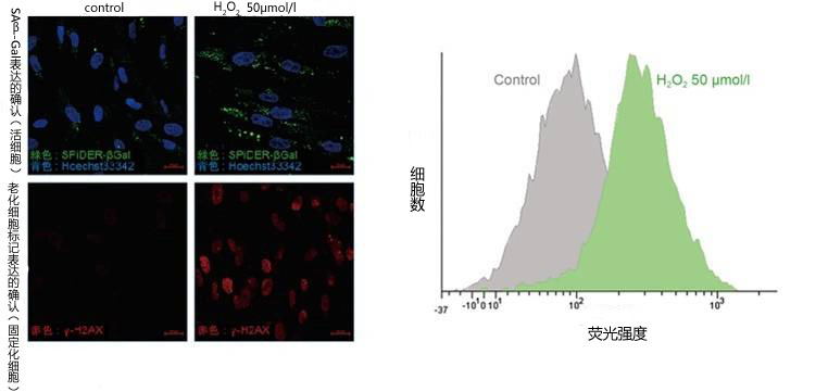 SPiDER-βGal 利用活细胞分析lacZ报告基因的表达（和光纯药工业株式会社）