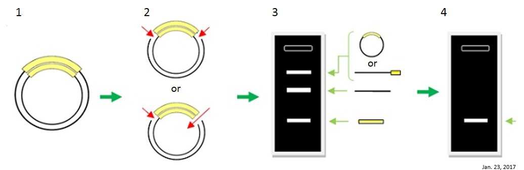 长单链DNA（ssDNA）制备试剂盒 Long ssDNA Preparation Kit (LsODN Preparation Kit) （和光纯药工业株式会社）