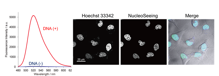 DNA特异性细胞核实时成像试剂NucleoSeeing ＜Live Nucleus Green＞（和光纯药工业株式会社）