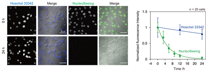 DNA特异性细胞核实时成像试剂NucleoSeeing ＜Live Nucleus Green＞（和光纯药工业株式会社）