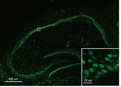 DNA特异性细胞核实时成像试剂NucleoSeeing ＜Live Nucleus Green＞（和光纯药工业株式会社）