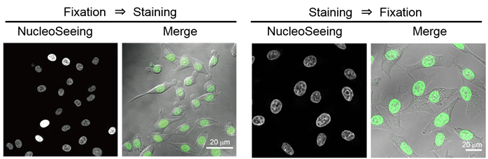 DNA特异性细胞核实时成像试剂NucleoSeeing ＜Live Nucleus Green＞（和光纯药工业株式会社）