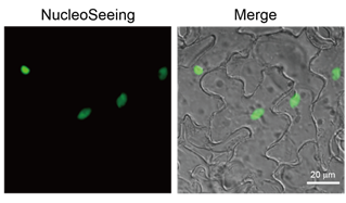 DNA特异性细胞核实时成像试剂NucleoSeeing ＜Live Nucleus Green＞（和光纯药工业株式会社）