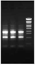 ISOSPIN Cell &amp;amp; Tissue RNA（从动物细胞和组织提取RNA试剂盒）（和光纯药工业株式会社）