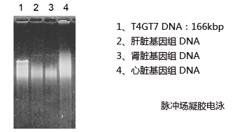 ISOTISSUE（从动物组织提取DNA试剂盒）（和光纯药工业株式会社）