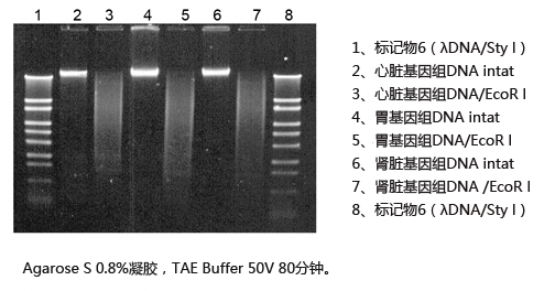 ISOTISSUE（从动物组织提取DNA试剂盒）（和光纯药工业株式会社）
