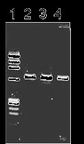 ISOTISSUE（从动物组织提取DNA试剂盒）（和光纯药工业株式会社）