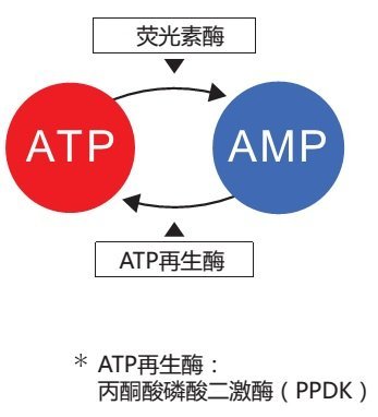 ATP荧光检测仪PD-30 食品卫生安全快检、医疗器械洁净度检测、汽车内部卫生检测、宾馆餐馆卫生检测（和光纯药工业株式会社）