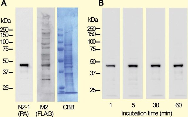 可提供试用装-动物宿主细胞重组蛋白纯化系统PA tag 单克隆抗体 (NZ-1)-价格-厂家-供应商-上海金畔生物科技有限公司