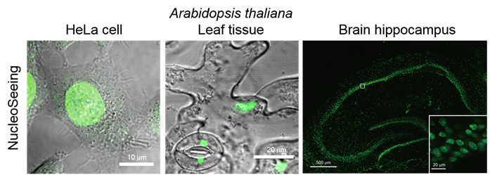 DNA特异性细胞核实时成像试剂NucleoSeeing-细胞培养-wako富士胶片和光