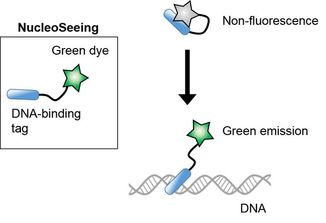 DNA特异性细胞核实时成像试剂NucleoSeeing-细胞培养-wako富士胶片和光