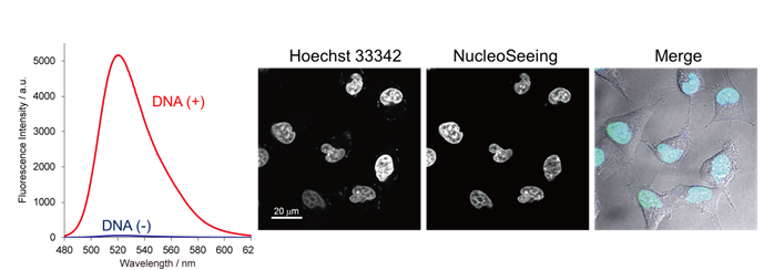 DNA特异性细胞核实时成像试剂NucleoSeeing-细胞培养-wako富士胶片和光
