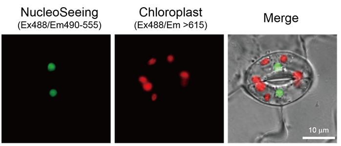 DNA特异性细胞核实时成像试剂NucleoSeeing-细胞培养-wako富士胶片和光