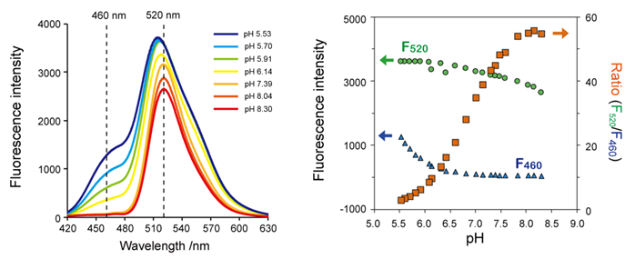 DNA特异性细胞核实时成像试剂NucleoSeeing-细胞培养-wako富士胶片和光