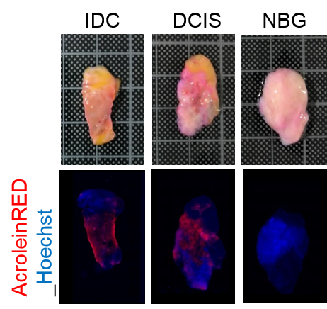 AcroleinRED-细胞培养-wako富士胶片和光