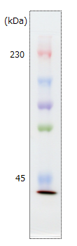 AllView PAGE Buffer-蛋白研究-wako富士胶片和光