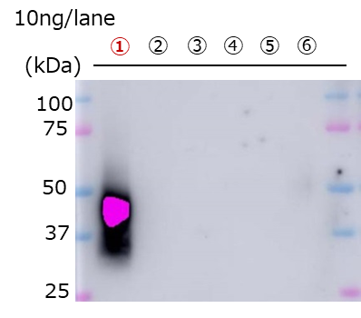 外泌体，COLO201细胞来源，纯化物-试剂盒-wako富士胶片和光