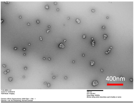 外泌体，COLO201细胞来源，纯化物-试剂盒-wako富士胶片和光