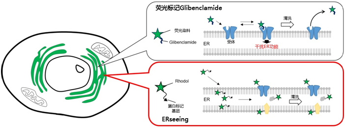 ERseeing ＜Endoplasmic Reticulum Green＞-细胞培养-wako富士胶片和光