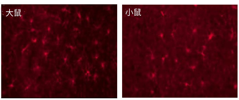 抗Iba1, 兔源, 结合SPICA Dye&trade; 568-疾病研究-wako富士胶片和光