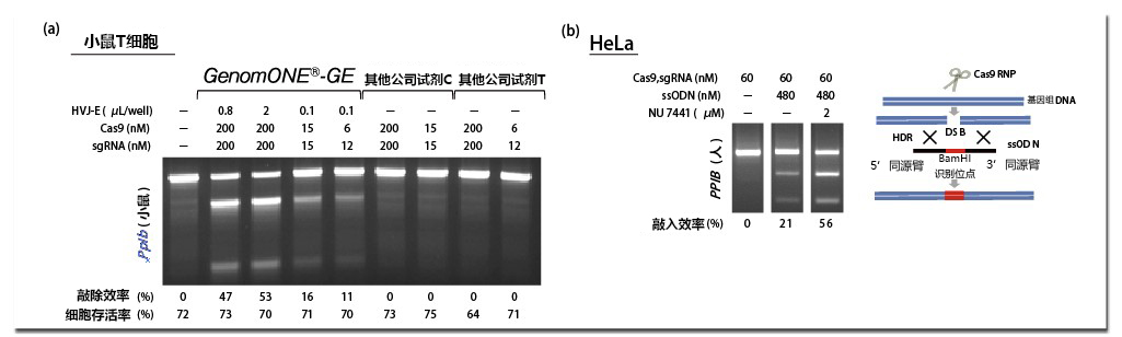 第2回 Cas9蛋白与gRNA的转染试剂GenomONE®-GE